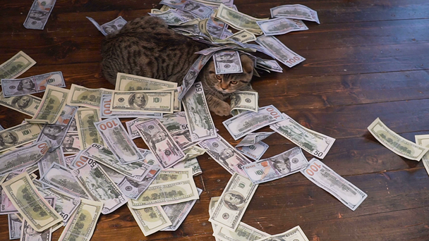 unexpected wealth. A lot of money falls on the cat - Footage, Video
