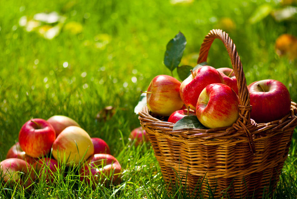 Červená jablka s integrovanými koš v trávě - Fotografie, Obrázek