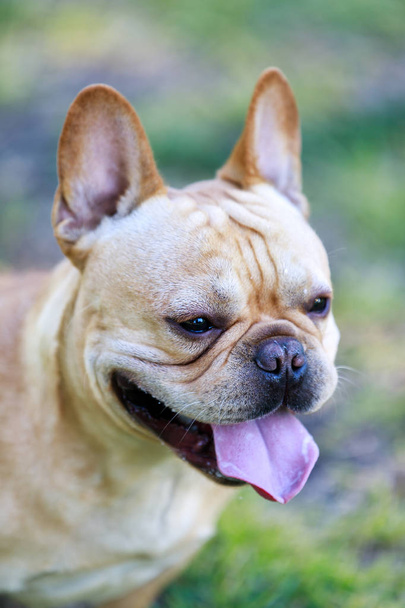 Young French Bulldog Male Cream Headshot. - Photo, Image