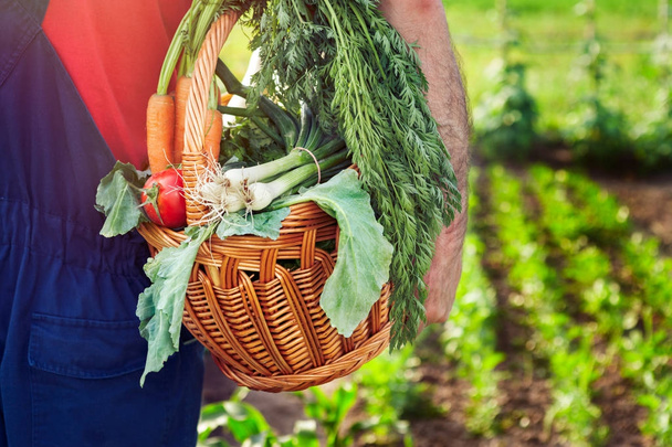 Organic vegetables. Farmer carrying basket with vegetables. - Foto, afbeelding