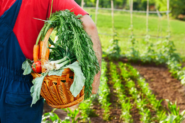 Gardener carrying basket with organic vegetables - Фото, изображение