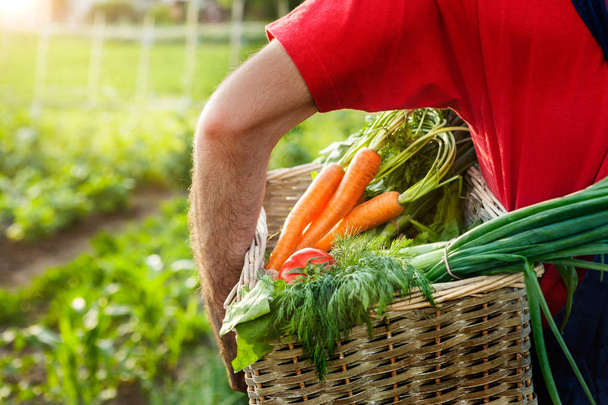 Фермер тримає кошик з овочами в саду
 - Фото, зображення