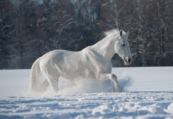 White horse in white snow - Photo, Image