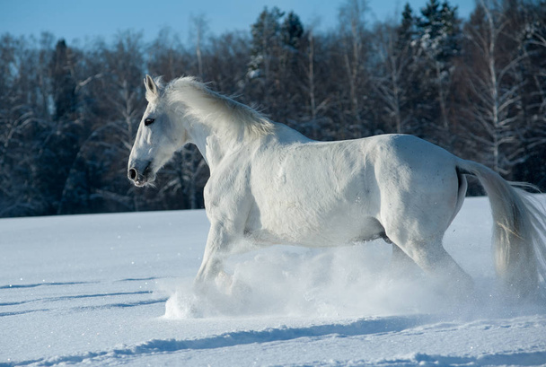White horse the Orlov trotter - Photo, Image