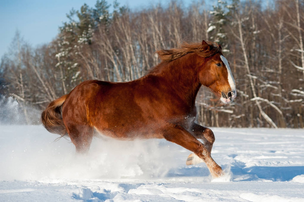 Draft horse running in snowy winter field - Photo, Image