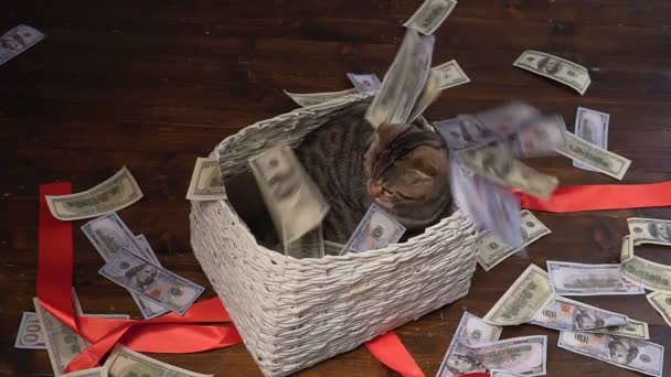 kot i pieniądze w obecny koszyk - Materiał filmowy, wideo