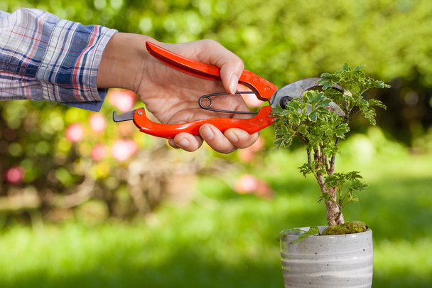 Female hand holding pruning shears trimming a branch of small bonsai tree. - Photo, Image