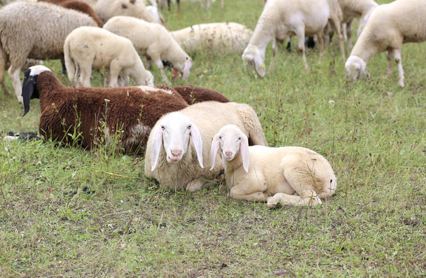 lamsvlees met haar moeder in het midden van de kudde - Foto, afbeelding