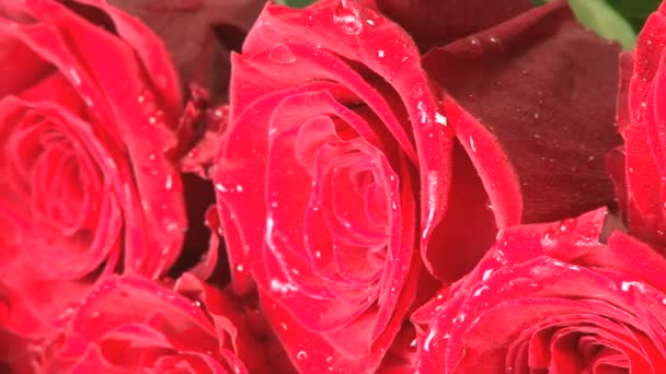 Περιστρεφόμενη υγρά κόκκινα τριαντάφυλλα - Πλάνα, βίντεο
