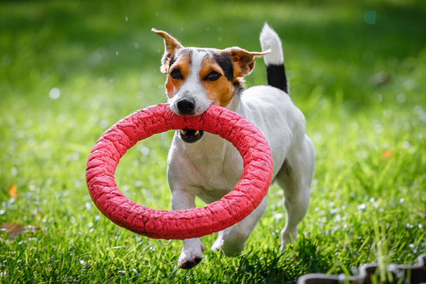 Jack Russell Terrier running witn toy - Photo, Image