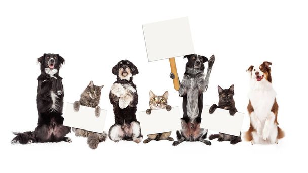 Grupa psów i kotów siedział trzymając puste znaki - Zdjęcie, obraz
