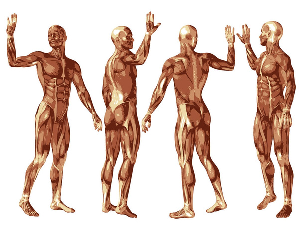 Ensemble de système musculaire d'anatomie conceptuelle - Photo, image