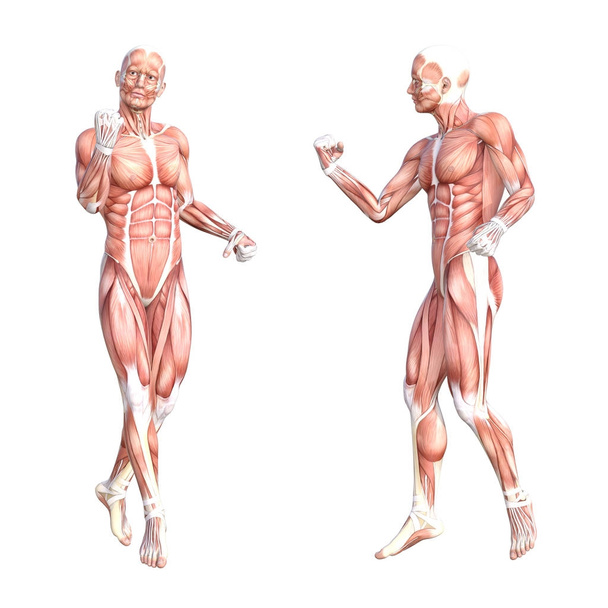概念的解剖学筋肉系セット - 写真・画像