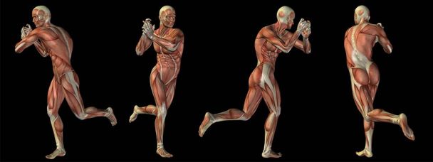 Concept ou concept humain ou humain Corps d'anatomie 3D avec muscle isolé sur fond noir comme métaphore de la médecine, du sport, de l'homme, du muscle, de la médecine, de la santé, de la biologie ou du groupe ou ensemble de conditionnement physique
 - Photo, image