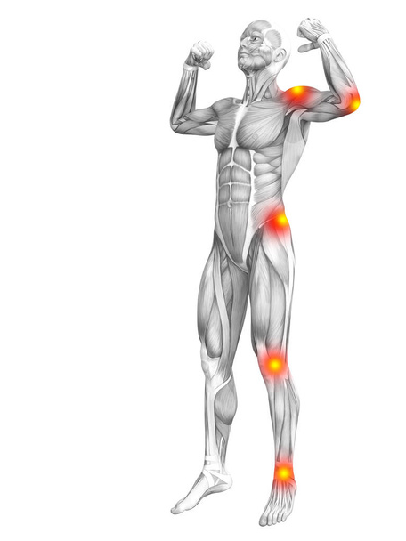 Anatomie musculaire momane avec taches rouges
 - Photo, image