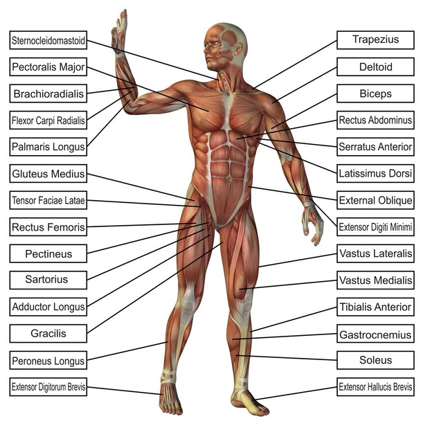 Концепция или концептуальная 3D анатомия человека и мышцы изолированы на белом фоне как метафора тела, сухожилий, позвоночника, подгонки, строитель, сильный, биологический, без кожи, формы, осанки, здоровья медицинского
 - Фото, изображение
