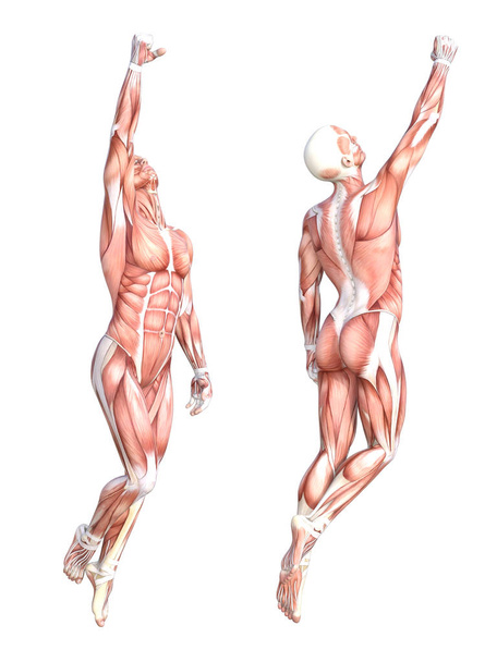 Conceptual anatomy muscle system set - Photo, Image