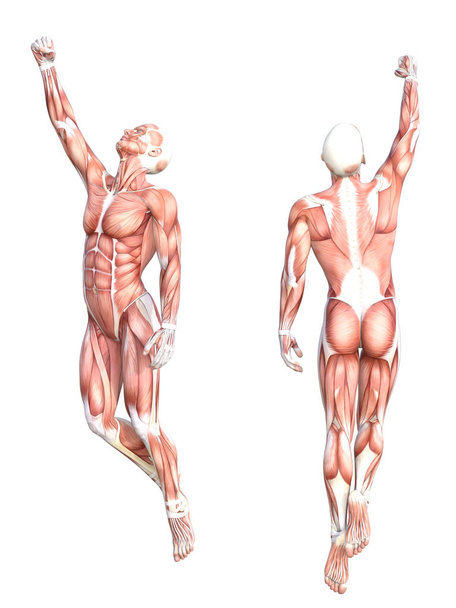 Conceptual anatomy muscle system set - Photo, Image