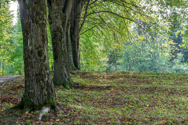 Μεγάλο ξέφωτο στο πάρκο, καλυμμένο χορτάρι ανάμεσα σε κωνοφόρα και φυλλοβόλα δέντρα στην ημέρα του φθινοπώρου - Φωτογραφία, εικόνα