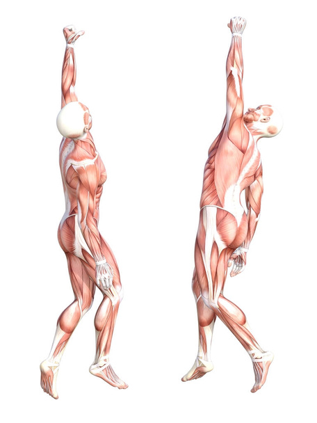 Ensemble de système musculaire d'anatomie conceptuelle - Photo, image