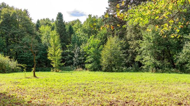 Suuri glade puistossa, katettu ruoho keskuudessa havupuiden ja lehtipuiden syksyllä päivä
 - Valokuva, kuva