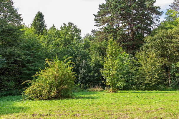 zielone drzewa i trawy duża Polana w jesienny dzień - Zdjęcie, obraz
