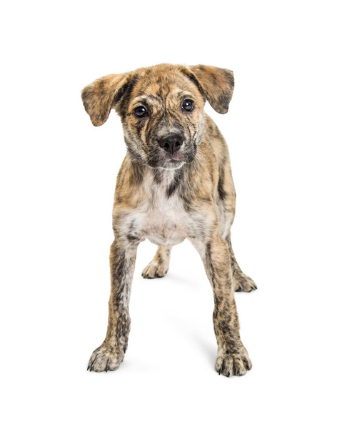 Young Brindle Medium Size Puppy  - Фото, зображення