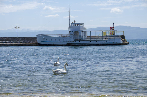 Cisne na água - amor cisne - dois cisnes
 - Foto, Imagem