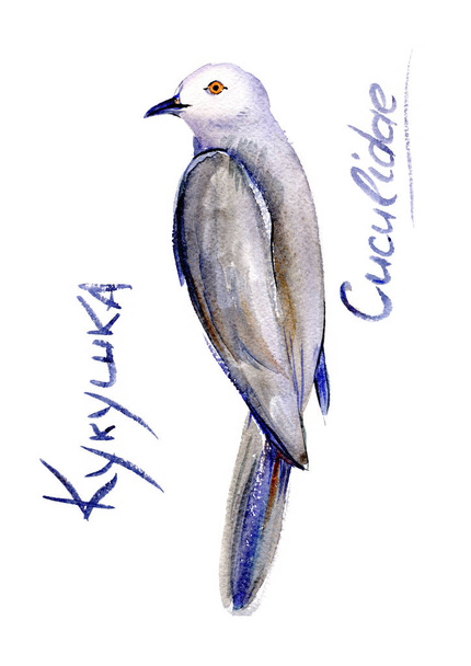 Surprised cuckoo. Bird - Photo, Image