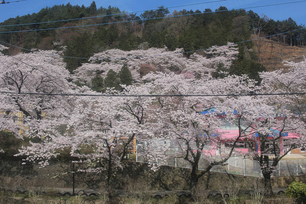Japani keväällä, Cherry kukka Sakura
 - Valokuva, kuva