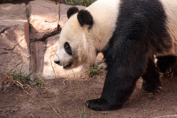 Oso panda gigante conocido como Ailuropoda melanoleuca
 - Foto, Imagen