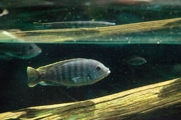African cichlids Cichlidae swim in freshwater rivers in Africa - Photo, Image
