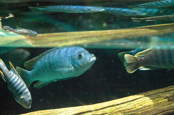 Afrikai Bölcsőszájú halak Cichlidae úszni édesvízi folyókban Afrikában - Fotó, kép