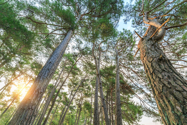 Los rayos del sol iluminan los troncos de los pinos altos en el bosque
 - Foto, Imagen