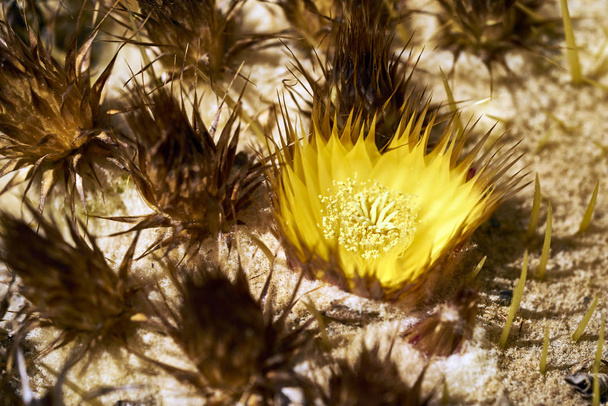 砂漠のバレル サボテンに黄色の先のとがった花  - 写真・画像