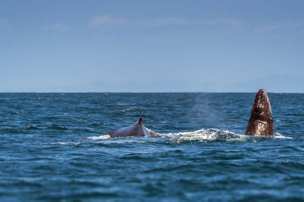 Okyanustaki kambur balina - Fotoğraf, Görsel