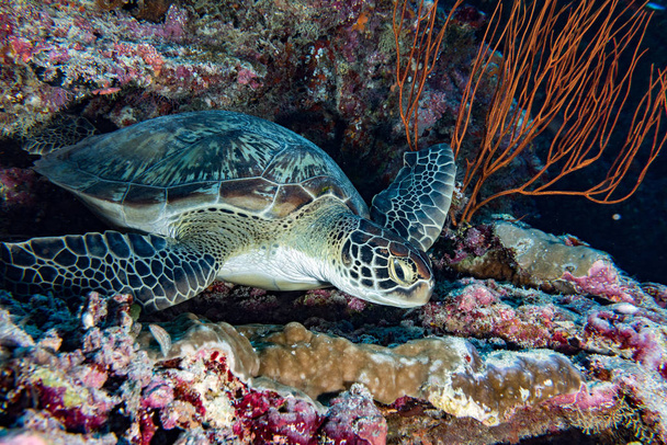 Schildkröte kommt zu Ihnen unter Wasser - Foto, Bild