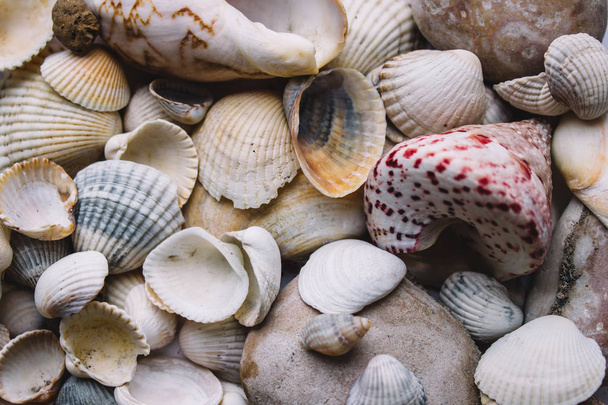 Seashells background. Variety of sea shells from beach - Photo, Image