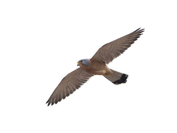 Kleine torenvalk (Falco naumanni) - Foto, afbeelding