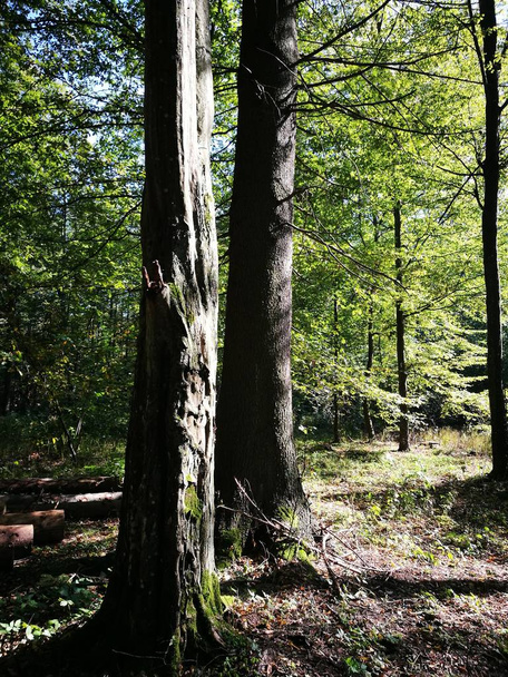 Dos árboles viejos en Stan caducifolio sombreado en otoño
 - Foto, imagen