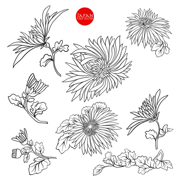 Chrysanthemum flowers. Stock line vector illustration botanic fl - Διάνυσμα, εικόνα