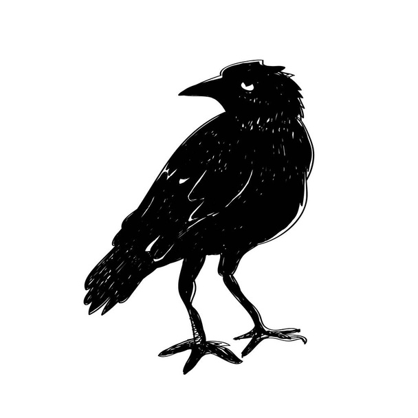 Black raven isolated on white background. Hand drawn crow. - Vector, Image