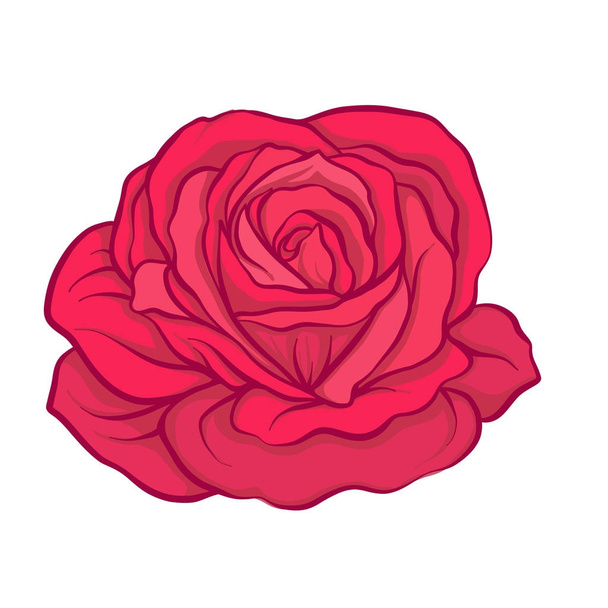 Red rose flower isolated hand drawn. Stock line vector illustrat - Вектор,изображение
