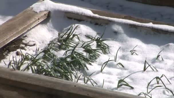 snow melting in flowerbox - Footage, Video