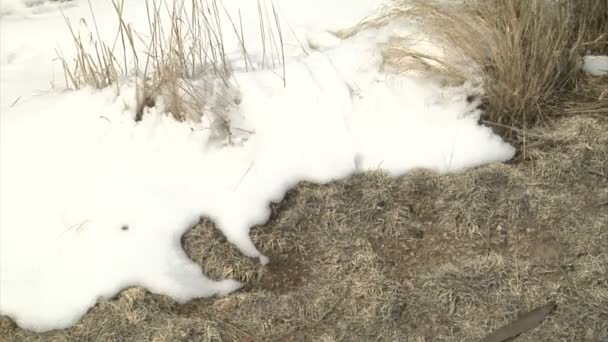 sneeuw smelten op gras - Video