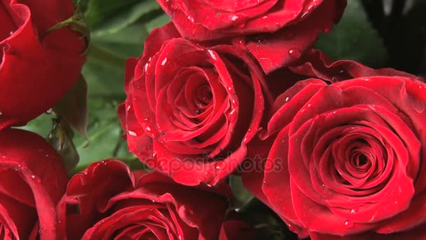 νηματοποίηση κόκκινα τριαντάφυλλα - Πλάνα, βίντεο