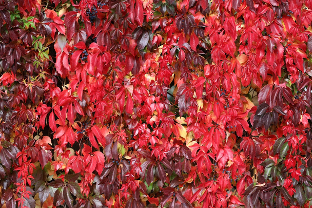 Прекрасне осіннє листя дикої виноробні на стіні будинку
 - Фото, зображення