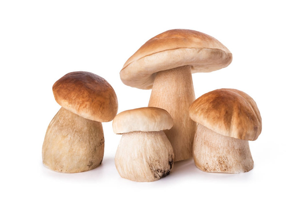 Fresh Mushrooms family  - Φωτογραφία, εικόνα