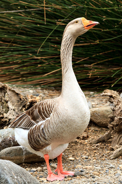 Closeup shot of big adult goose - Photo, Image