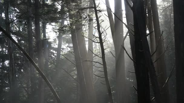Güneş ışınları fort ross ormanda California, statik geniş vurdu - Video, Çekim